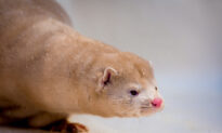 Spain to Cull 93,000 Mink at a Farm Hit by Coronavirus