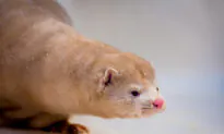 Spain to Cull 93,000 Mink at a Farm Hit by Coronavirus