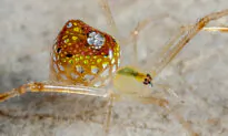 Mirror Spider’s Mosaic-Like Reflective Abdomen Captured in Spectacular Closeup Photographs
