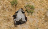 Mystery Deaths of 360 Elephants Near Water Holes in Botswana Spark Fear of Health Risk