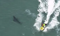 Family in Shock After Tasmania Shark Attack