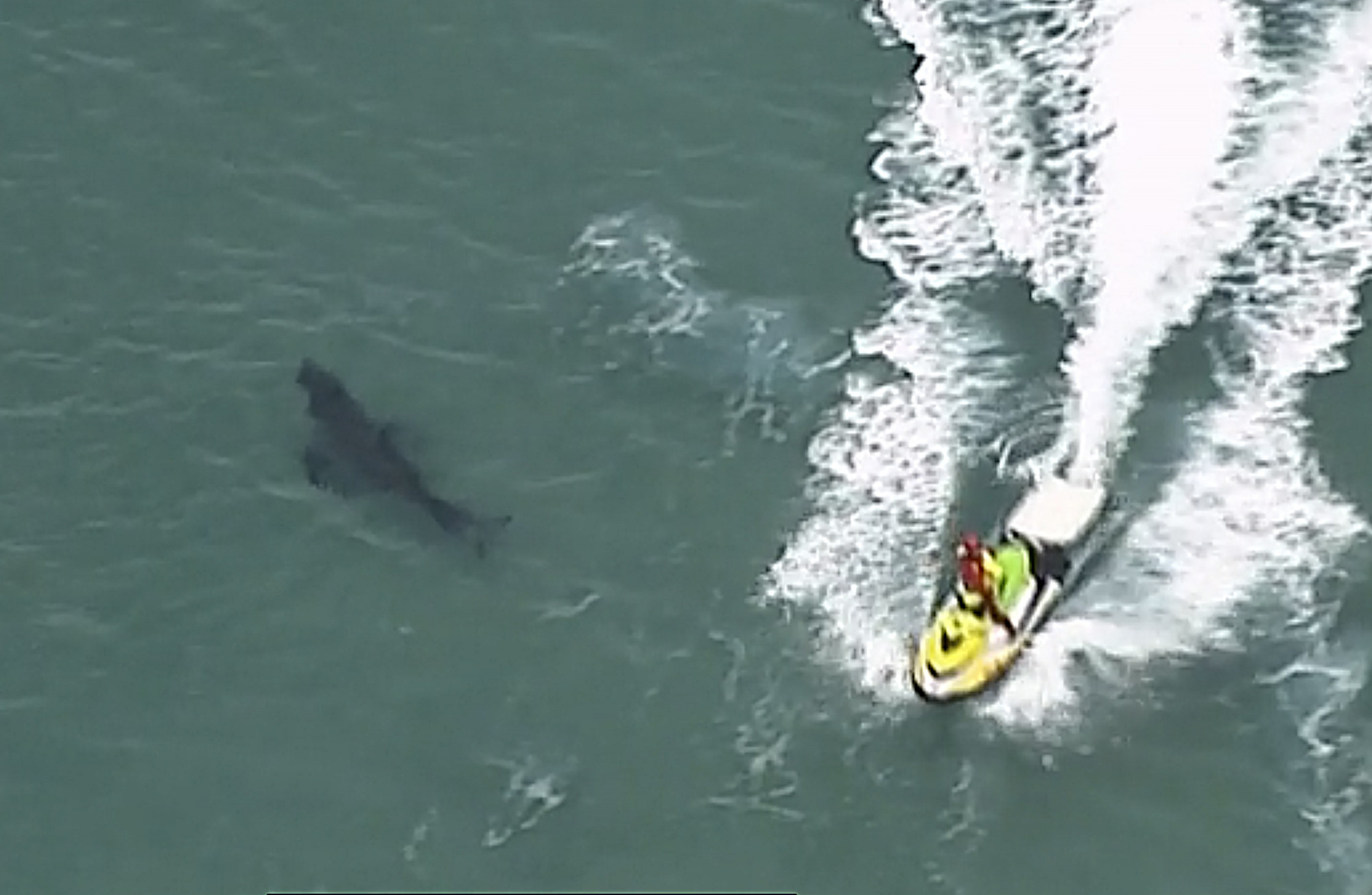 A jet ski passes over a shark