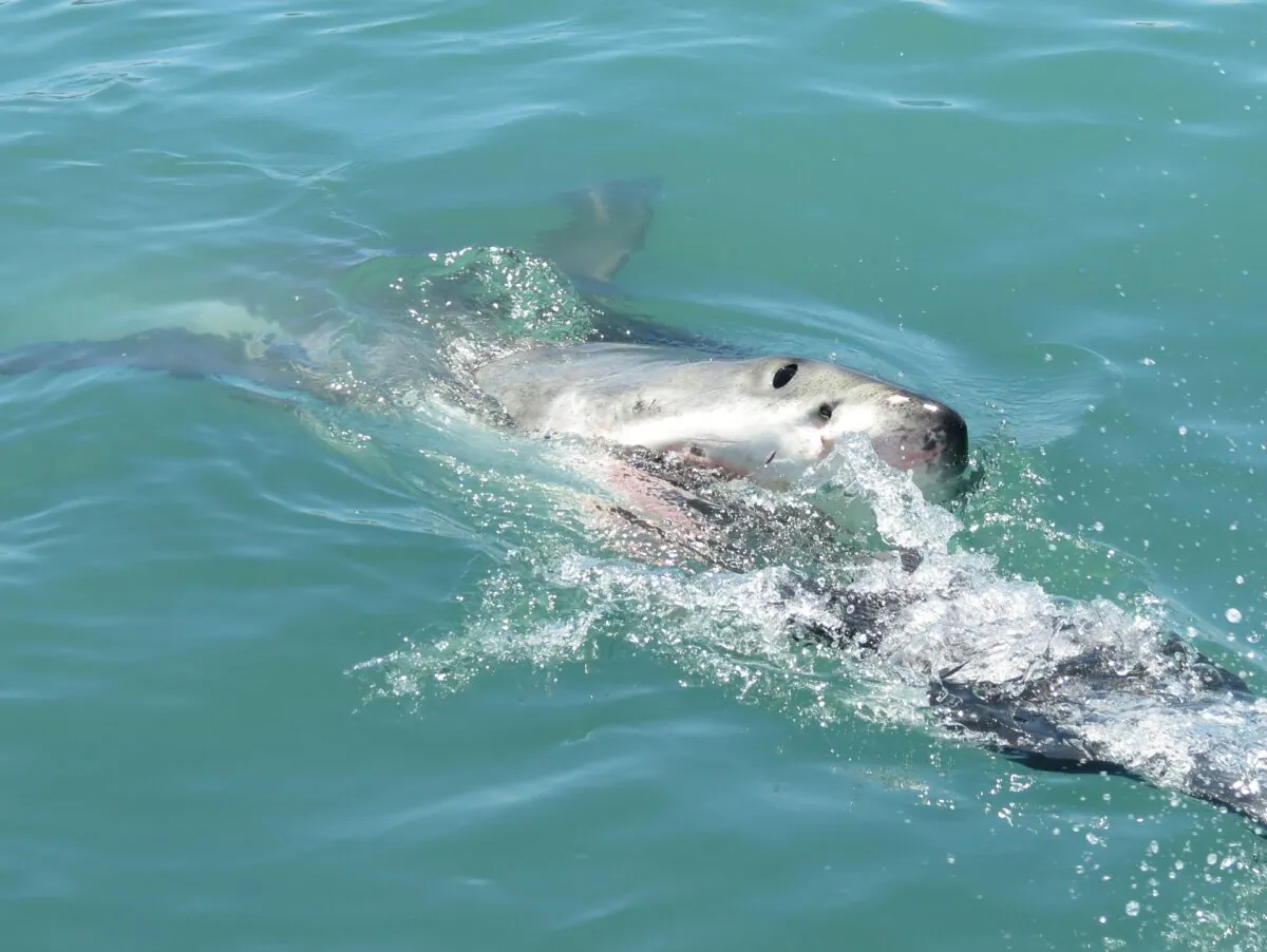 Stock image of a shark. (Gris379/Pixabay)