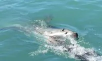 Aussie Teens Rescued after Shark Attack Southwest of Melbourne