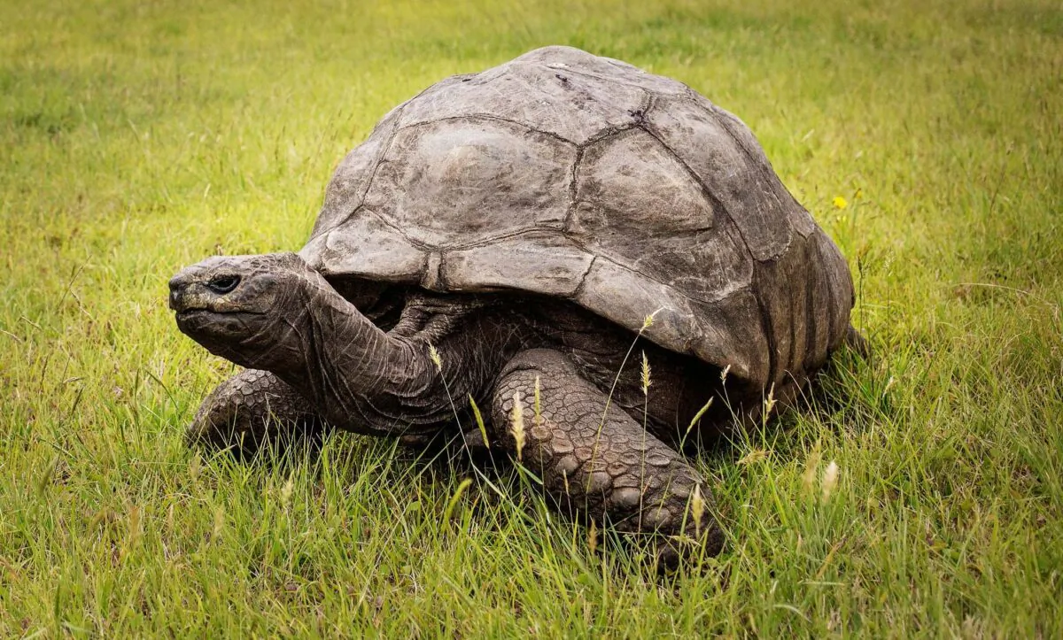 Jonathan, a Seychelles giant tortoise, believed to be the oldest reptile living on earth  (GIANLUIGI GUERCIA/AFP via Getty Images)