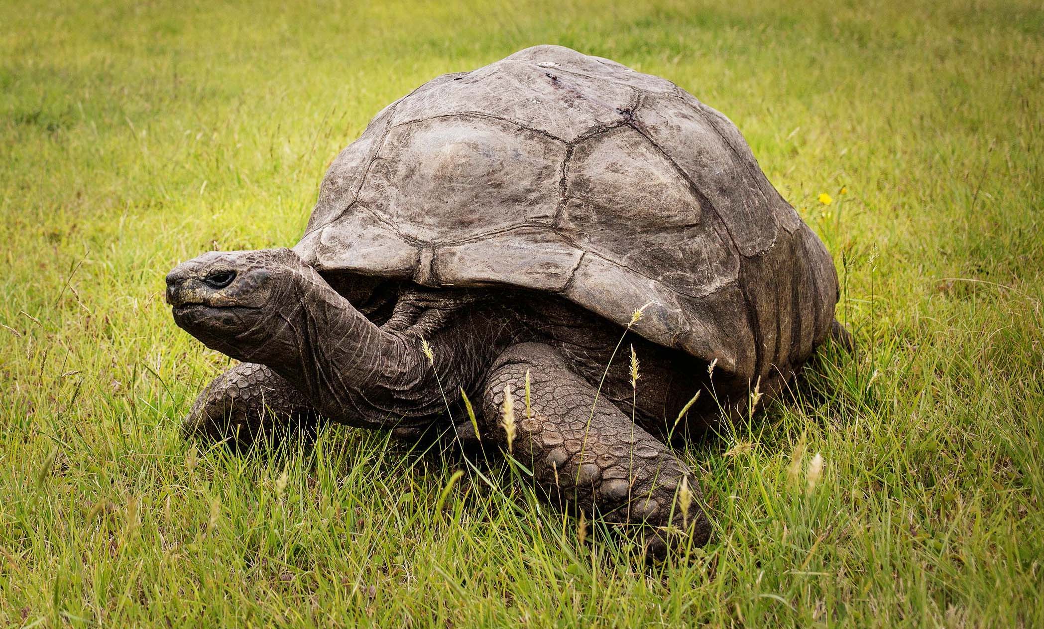 Jonathan the Tortoise Celebrates 188th Birthday, Is Said to Be the Oldest  Land Animal on Earth
