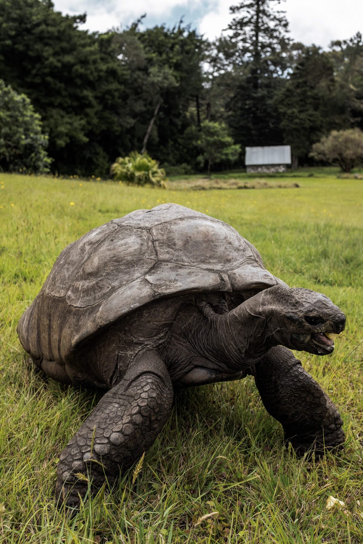 Jonathan the Tortoise Celebrates 188th Birthday, Is Said ...