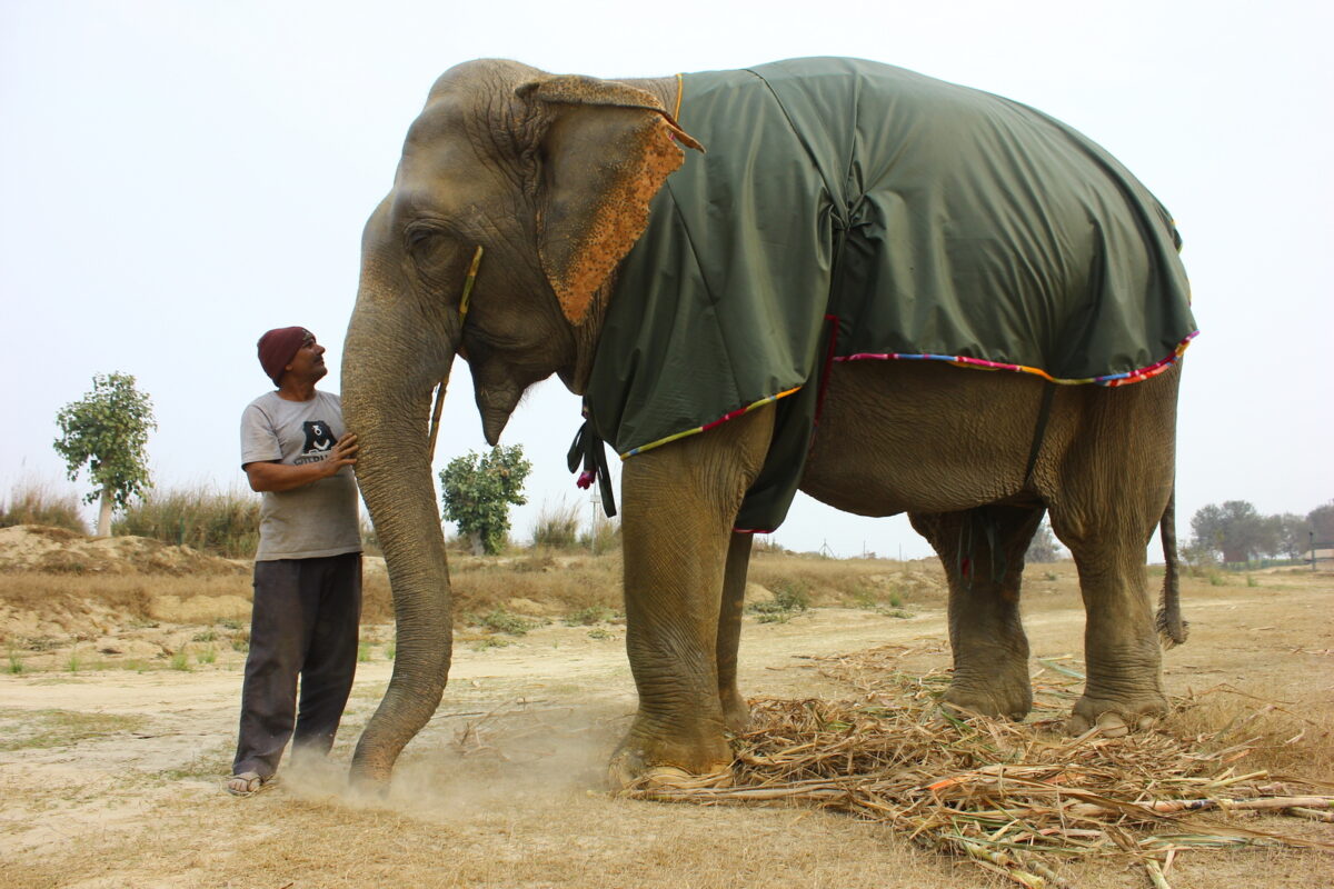 Elephant Caregiver Jobs