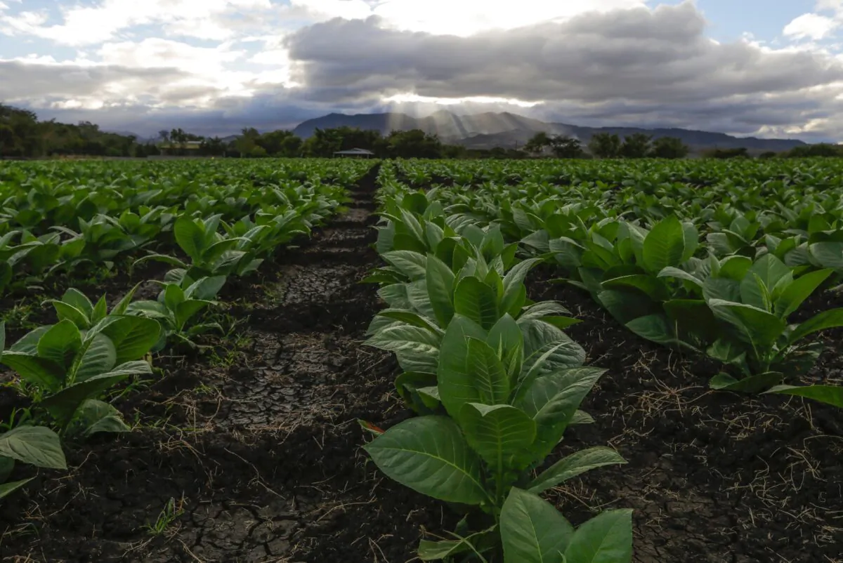 Tobacco farm stock photo, Jan. 19, 2017.
(INTI OCON/AFP via Getty Images)