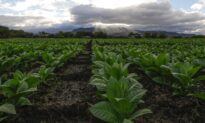 Aussie Tax Agency Seizes 131-plus Tonnes of Tobacco