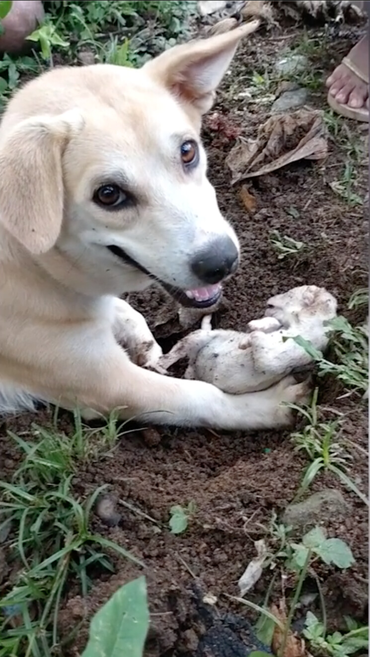 what is a stillborn puppy