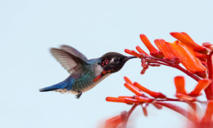 Meet the Bee Hummingbird, This Captivating Jewel Is the World's Smallest Bird