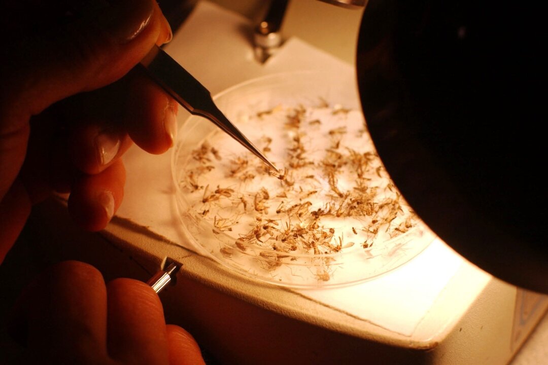 Entomologist Betsy Coes identifies mosquito species at Dragon Mosquito Control in Northampton, N.H., on June 9, 2005. (Darren McCollester/Getty Images)
