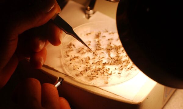 Massachusetts Will Start 'Aerial Spraying' Towns After Rare Mosquito Virus Found