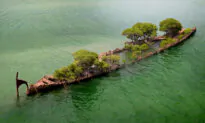 157-Year-Old Shipwreck Hull in Australia Transforms Into ‘Floating Forest’ With Mangrove Trees