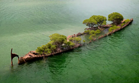 157-Year-Old Shipwreck Hull in Australia Transforms Into ‘Floating Forest’ With Mangrove Trees