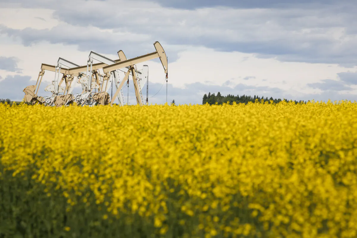 Pumpjacks draw oil out of the ground in a canola field near Olds, Alta., in a file photo. (The Canadian Press/Jeff McIntosh)