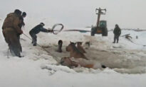 Farmers Unite to Rescue a Herd of Horses That Fell Into a Freezing Pond in Russia