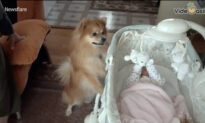 Cute Dog Is Excited To Meet The New Baby
