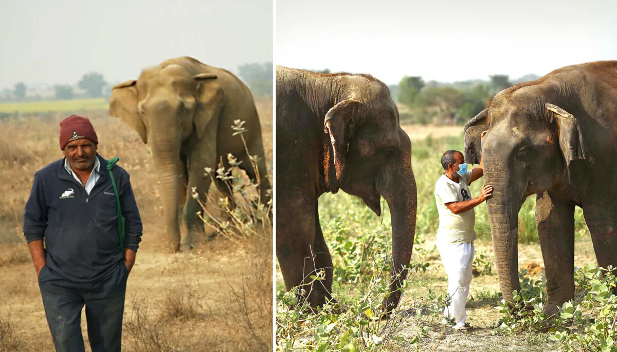 (Courtesy of Wildlife SOS)
