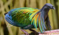 6 of the World’s Most Spectacular Pigeons: These Stunning Birds Must Be Seen to Be Believed