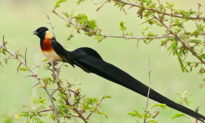 Here Are Five Most Beautiful Birds With Strikingly Fancy Tail Feathers