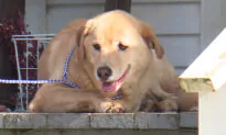 Kansas Dog That Went Missing for Days Ends Up at Its Old Home 57 Miles Away in Another State