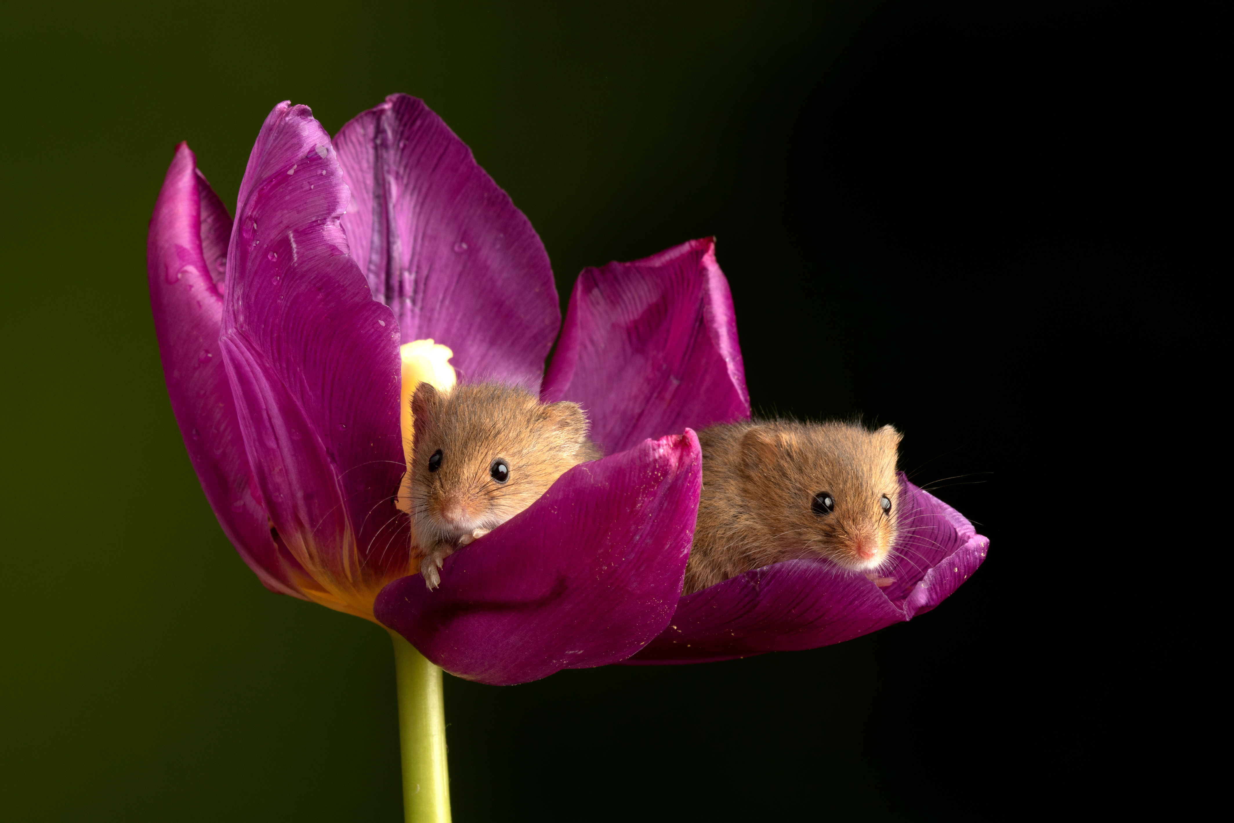 Photographer Captures Adorable Pictures Of Harvest Mice Curling Up In