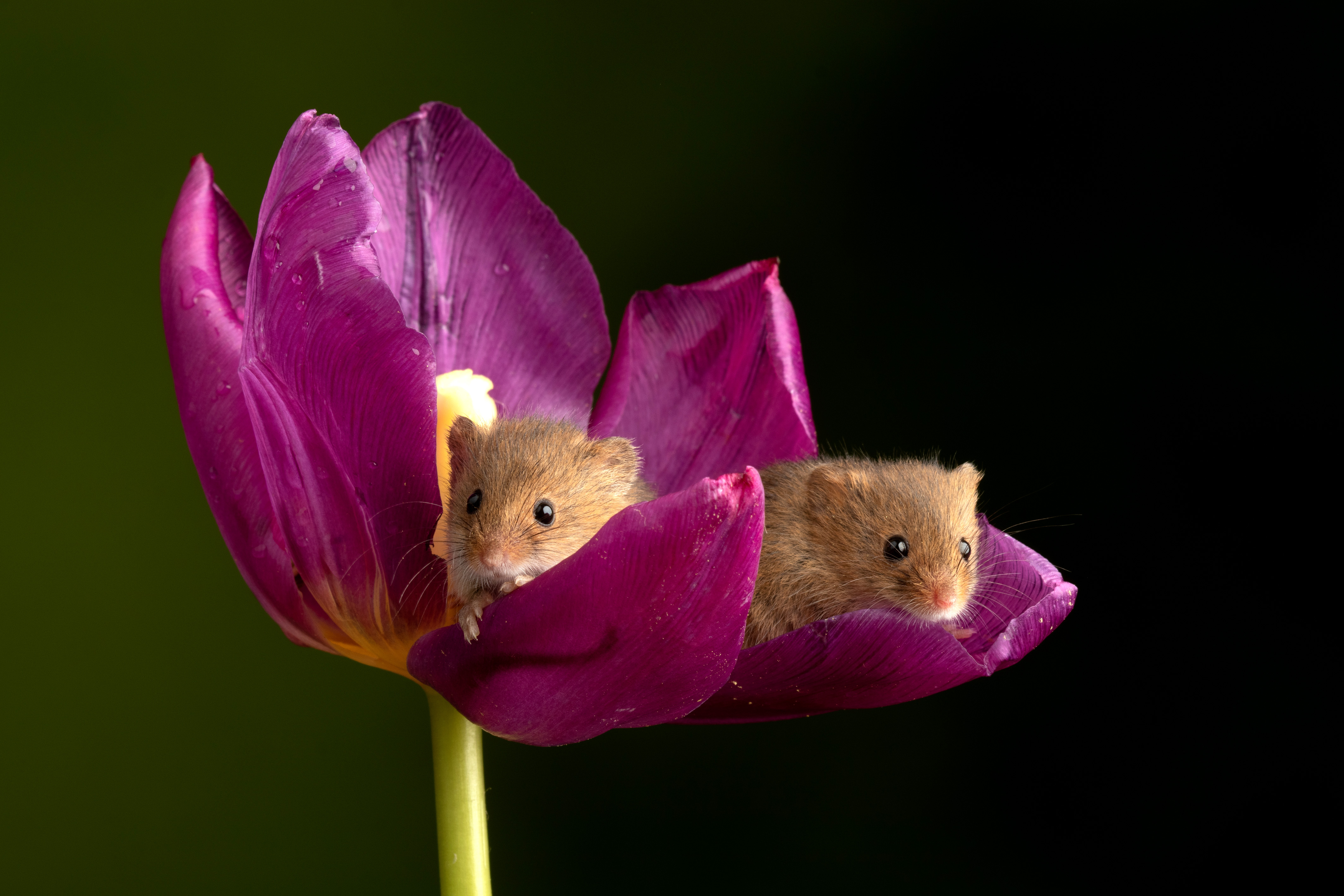 Photographer Captures Adorable Pictures Of Harvest Mice Curling Up In Colorful Tulips