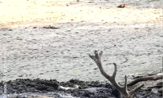 A Wonderful Rescue of a Thirsty Buck