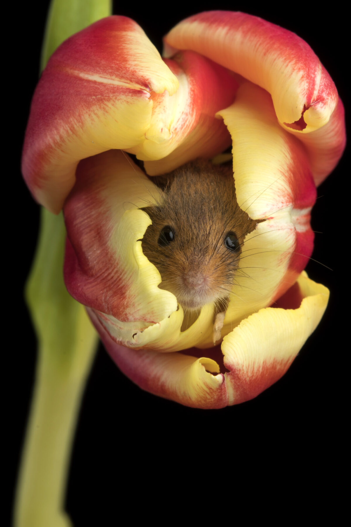 Забавные цвета. Мышь полевка в цветке.