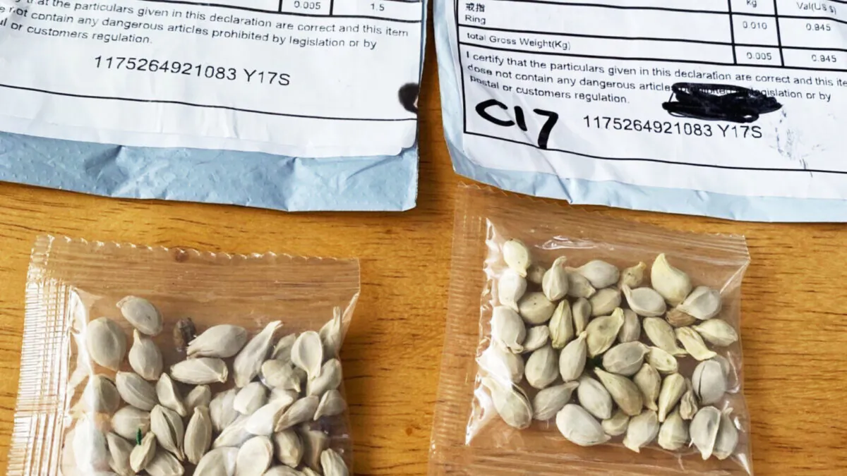 Two packages containing unknown seeds from China in a file photo. (Washington State Department of Agriculture)