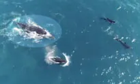 Footage Shows Humpback Whale Mother and Calf Swimming Being Chased by Killer Whale Pod
