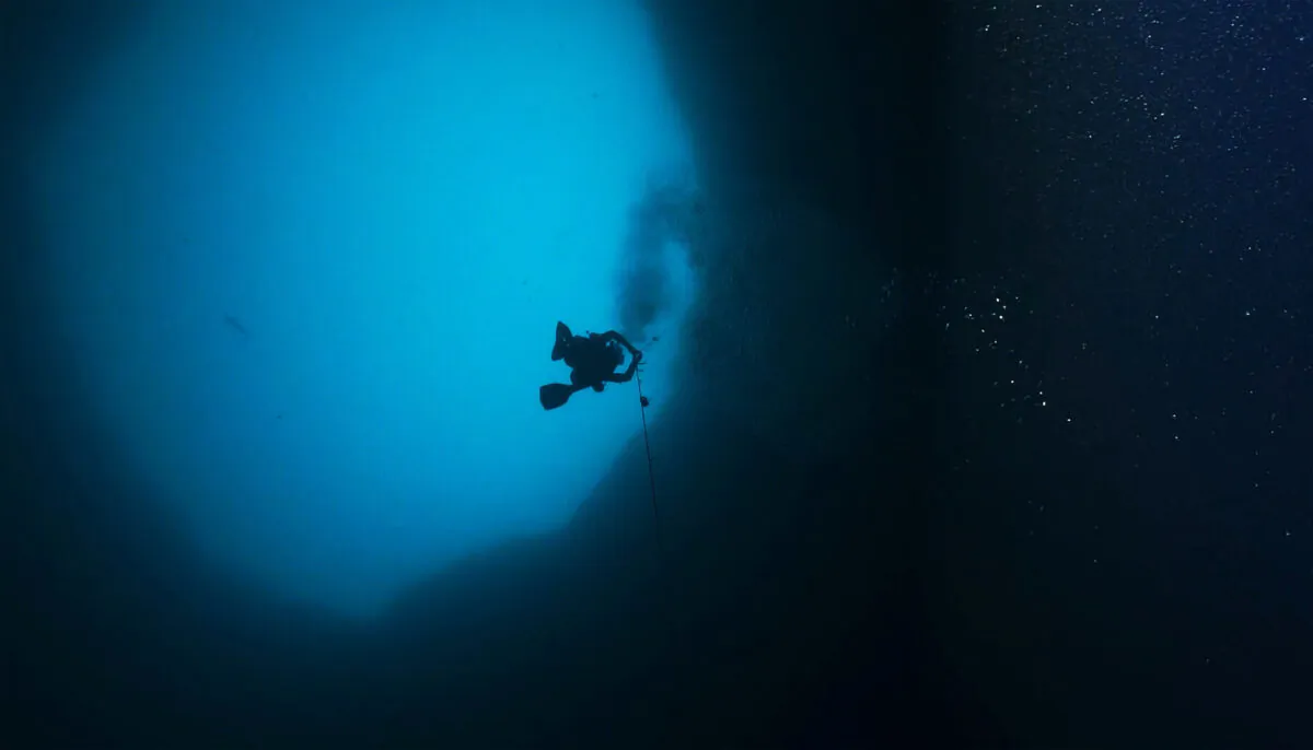 (Courtesy of Mote Marine Laboratory)