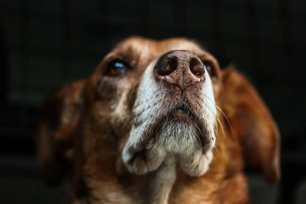 A picture of a dog's nose up close. (Susanne Pälmer/Pixabay)
