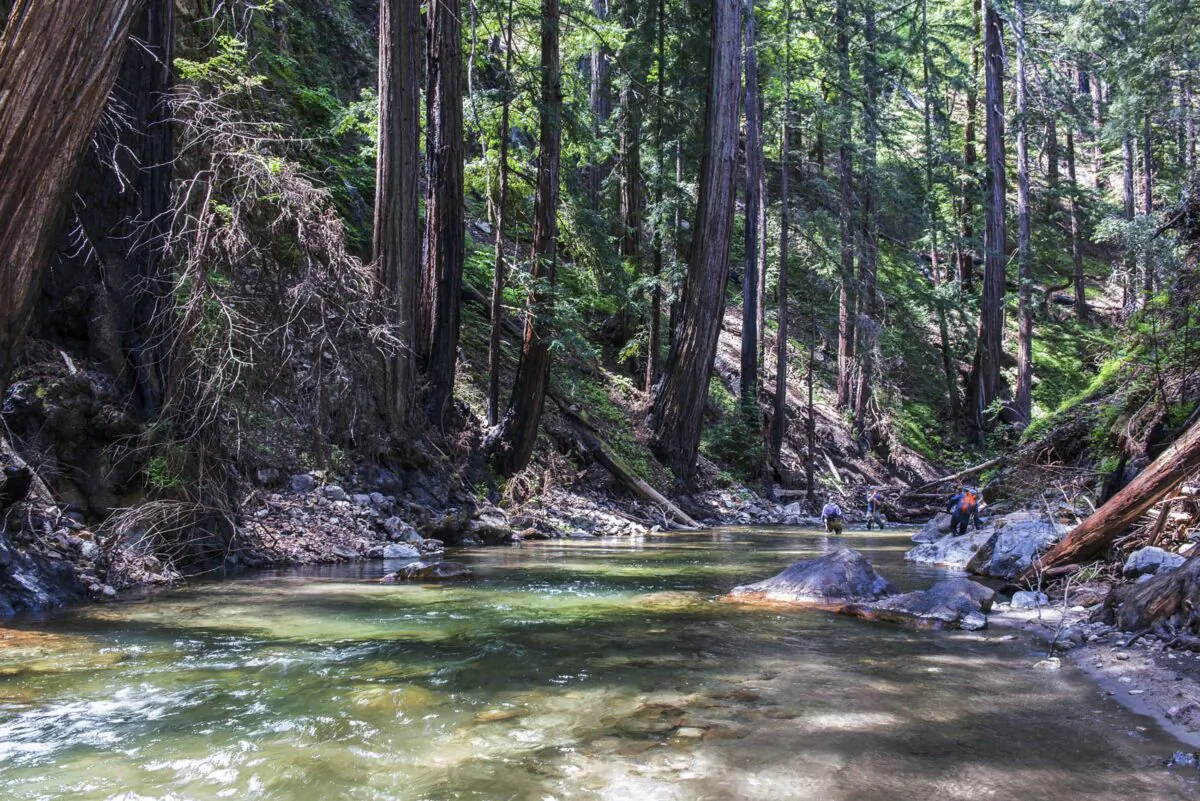 Redwoods along the Little Sur River in Big Sur on the coast of California. A Native American tribe has reclaimed a small part of ancestral lands on California’s Big Sur coast that were lost to Spanish colonial settlement nearly 250 years ago. (Doug Steakley/Western Rivers Conservancy via AP)