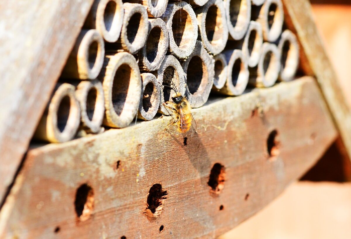 File photo of a solitary bee entering a bee hotel made of bamboo canes. The Horniman Museum and Gardens in South London has created a new display to attract solitary bees to its gardens. (PollyDot/Pixabay)