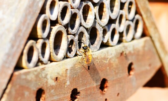 London Museum Hopes to Attract Bees and Visitors With New Display
