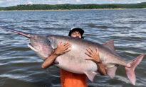 Fisherman Reels In HUGE 138-Pound Paddlefish in Keystone Lake, Almost Sets State Record