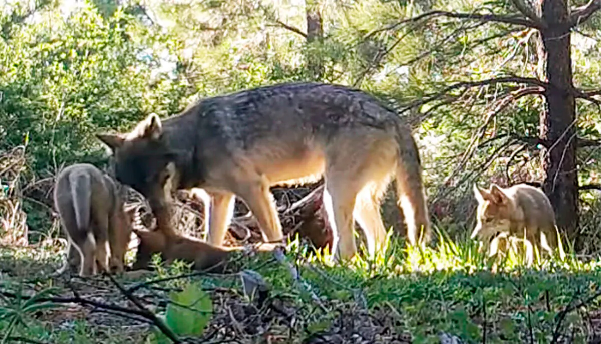 (California Department of Fish and Wildlife via AP)