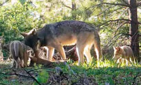 Conservation Groups Oppose Trump Administration’s Decision to Cut Gray Wolves From Federal Endangered Species List