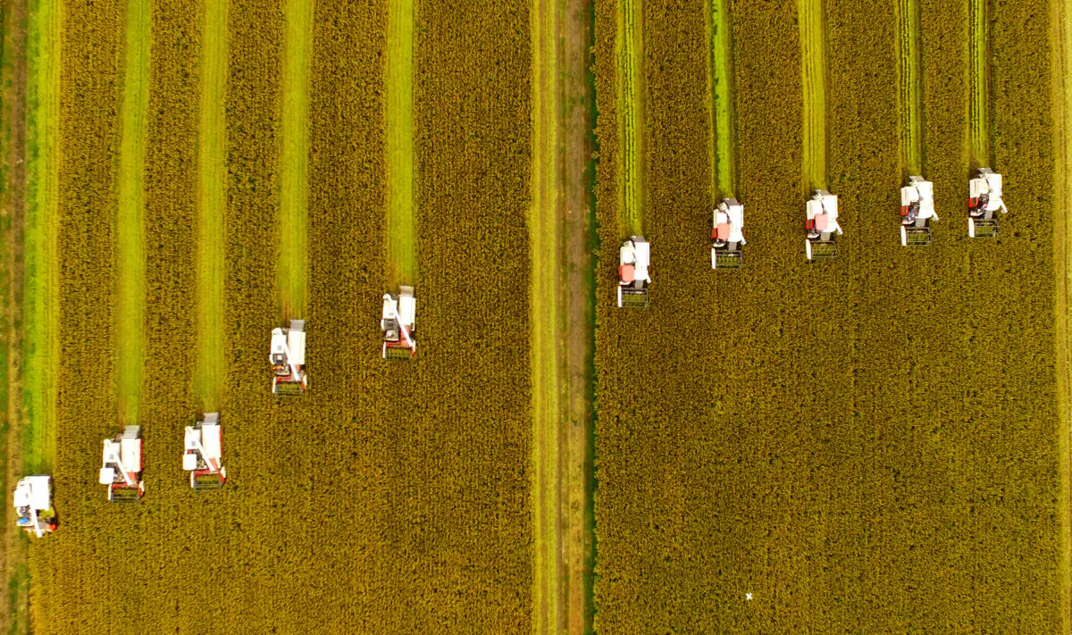 Farmers harvest rice at Xinghua in Taizhou, Jiangsu Province, China, on Oct. 23, 2017. (VCG/VCG via Getty Images)