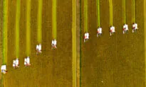 China’s Official Food Reserves Data Called Into Question