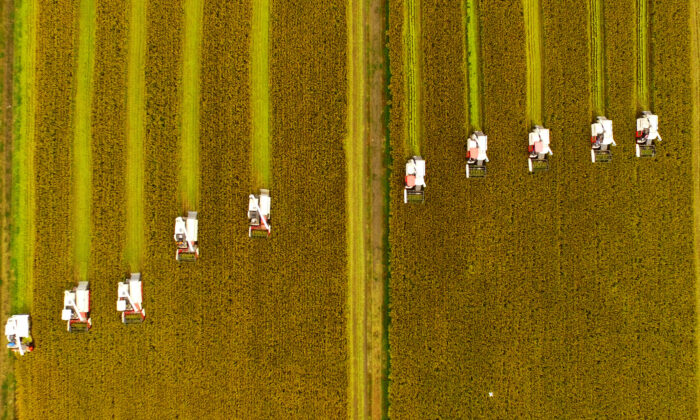 Farmers harvest rice at Xinghua in Taizhou, Jiangsu Province, China, on Oct. 23, 2017. (VCG/VCG via Getty Images)