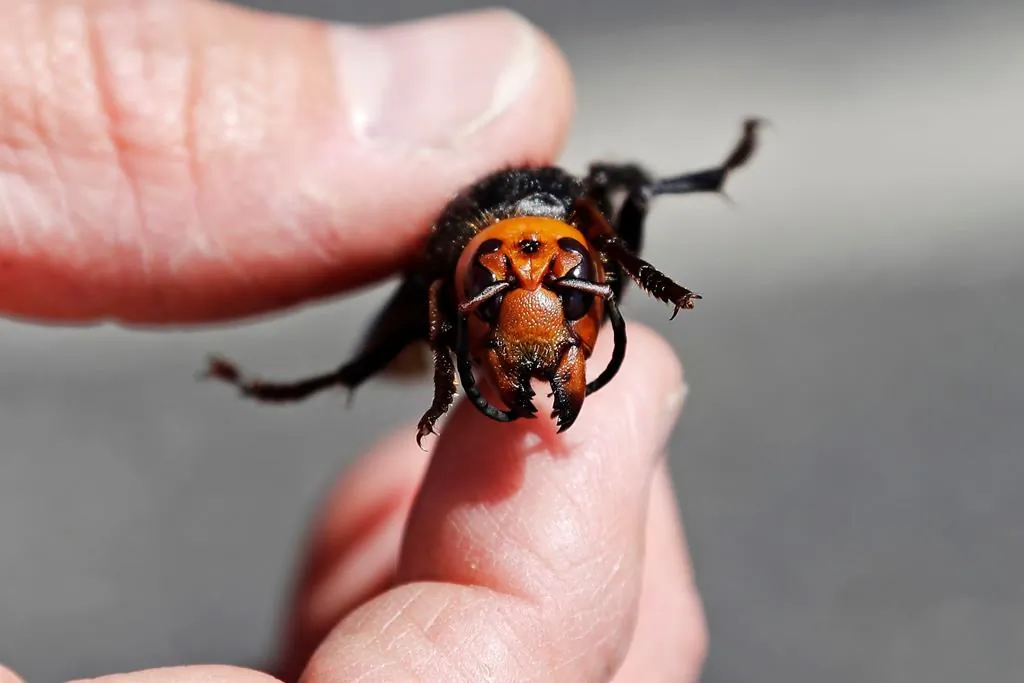 An entomologist displays a dead Asian giant hornet, a sample brought in from Japan for research, May 7, 2020, in Blaine, Wash. Researchers are looking for unique ways to collect data as COVID-19 puts a dampener on the field research season. (The Canadian Press/AP, Elaine Thompson)