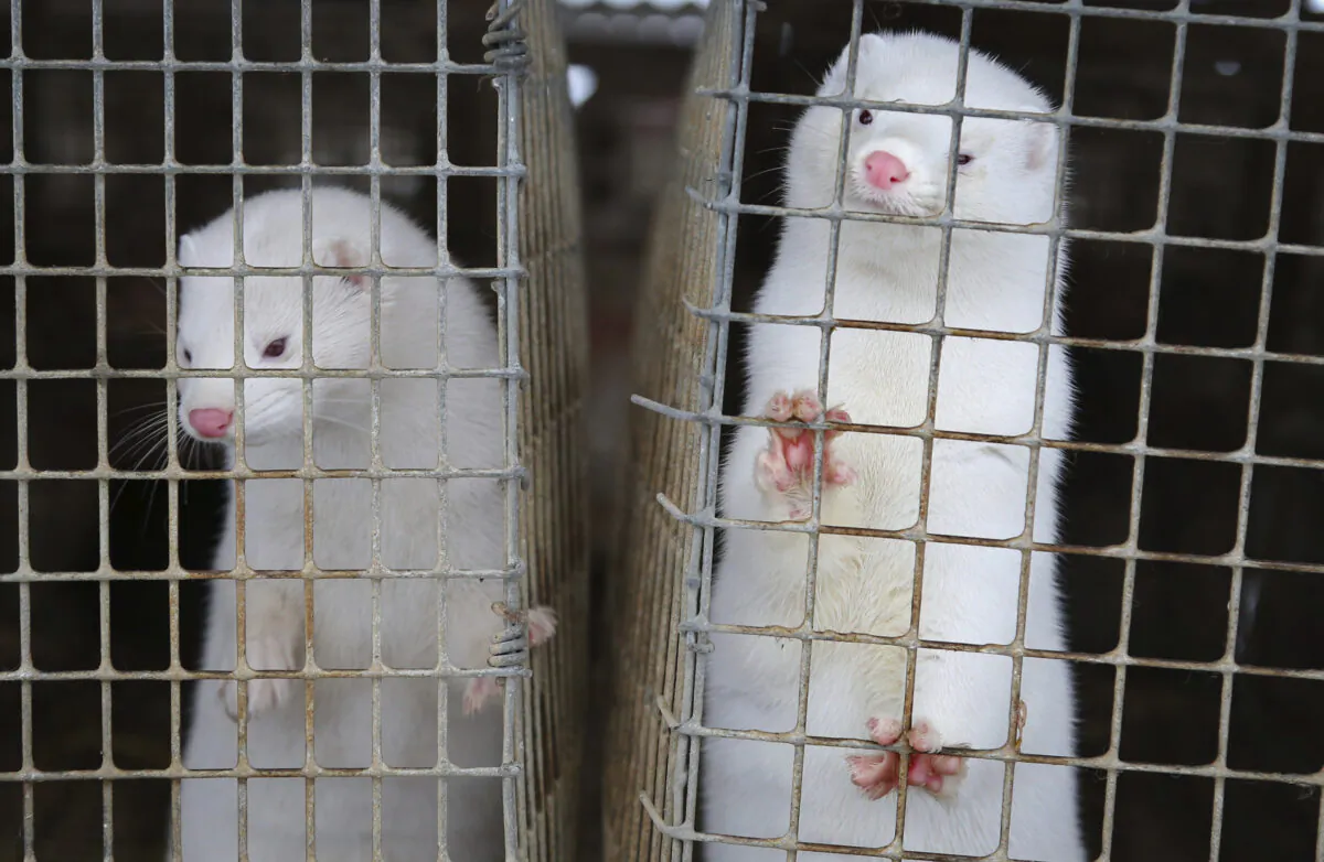 Minks look out of a cage at a fur farm in the village of Litusovo, northeast of Minsk, Belarus, on Dec. 6, 2012. (Sergei Grits/AP Photo)