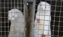 Scientists Study Coronavirus Outbreaks Among Minks in Europe
