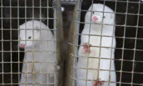 Scientists Study Coronavirus Outbreaks Among Minks in Europe