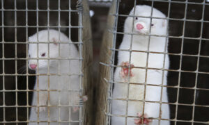 Scientists Study Coronavirus Outbreaks Among Minks in Europe