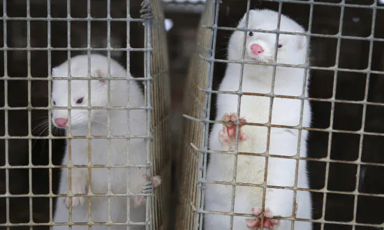 Scientists Study Coronavirus Outbreaks Among Minks in Europe